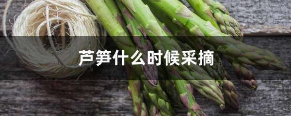 芦笋什么时候采摘