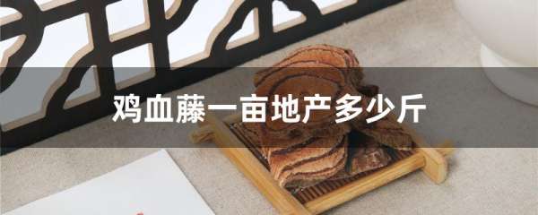 鸡血藤一亩地产多少斤