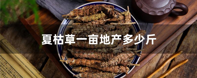 夏枯草一亩地产多少斤