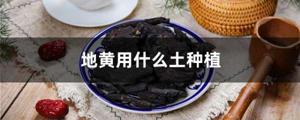 地黄用什么土种植
