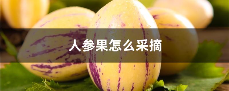 人参果怎么采摘