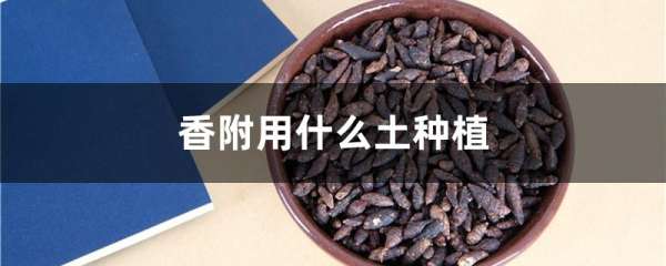 香附用什么土种植