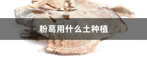 粉葛用什么土种植