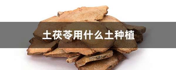 土茯苓用什么土种植