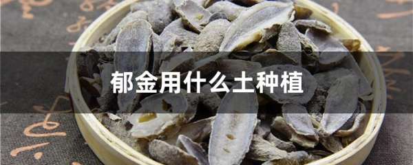 郁金用什么土种植