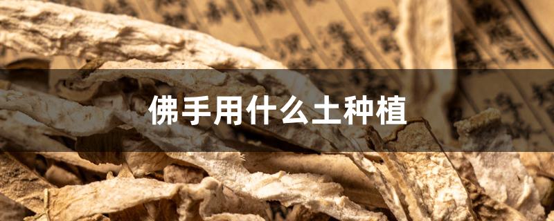 佛手用什么土种植