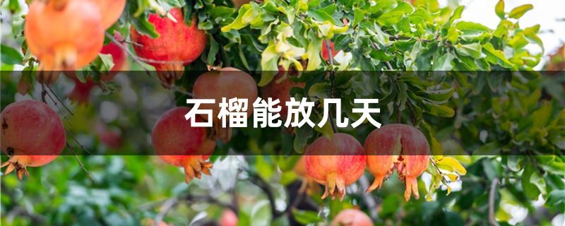 石榴能放几天