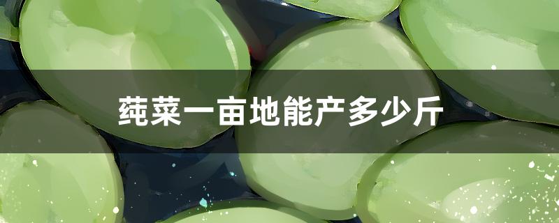 莼菜一亩地能产多少斤