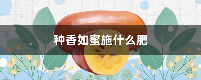 种香如蜜施什么肥