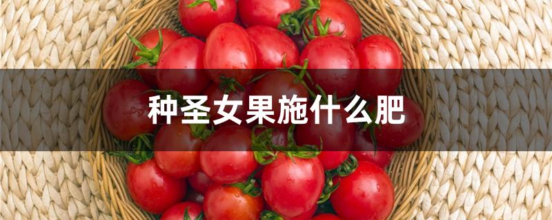 种圣女果施什么肥