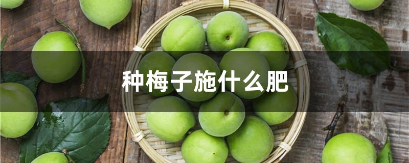 种梅子施什么肥