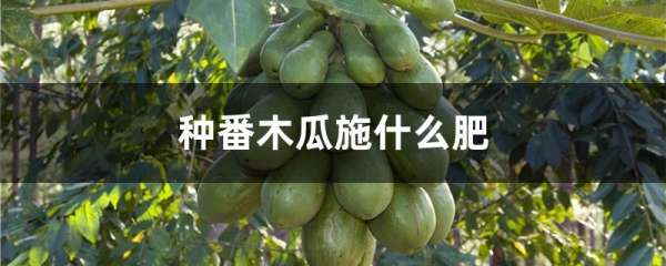 种番木瓜施什么肥