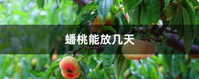 蟠桃能放几天