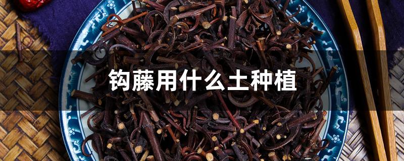 钩藤用什么土种植