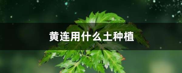 黄连用什么土种植