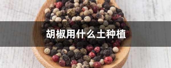 胡椒用什么土种植