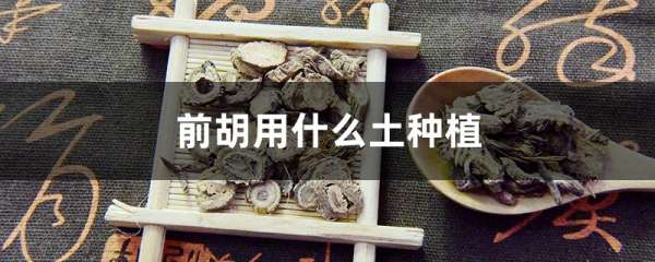 前胡用什么土种植