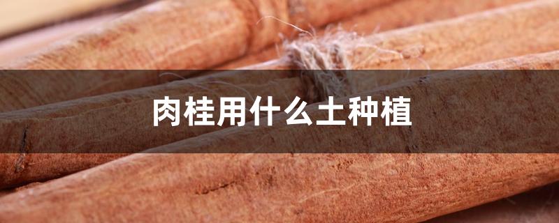 肉桂用什么土种植