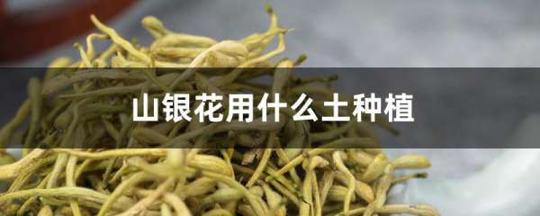 山银花用什么土种植