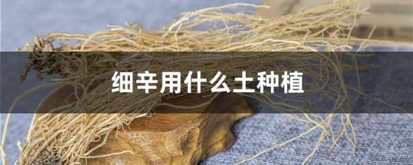 细辛用什么土种植