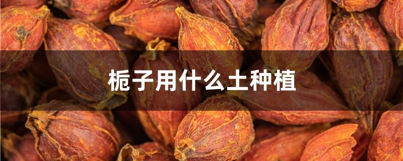 栀子用什么土种植