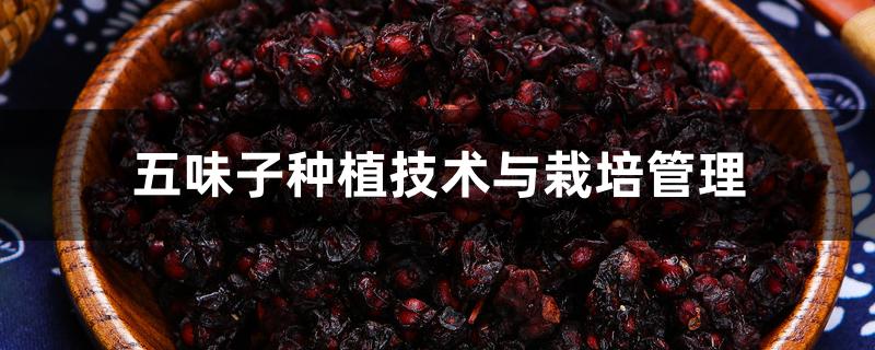 五味子种植技术与栽培管理