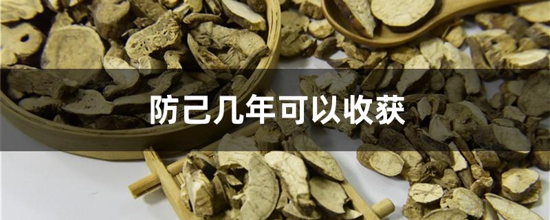 防己几年可以收获