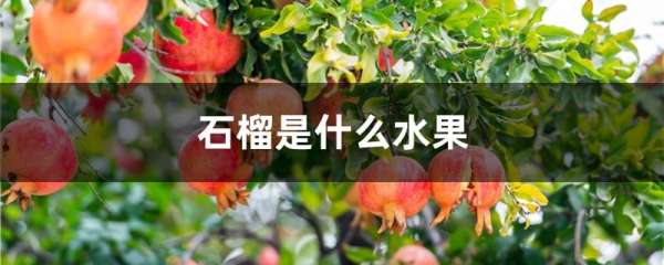石榴是什么水果