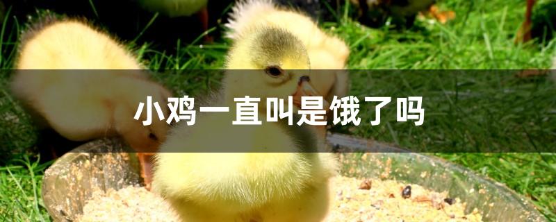 小鸡一直叫是饿了吗