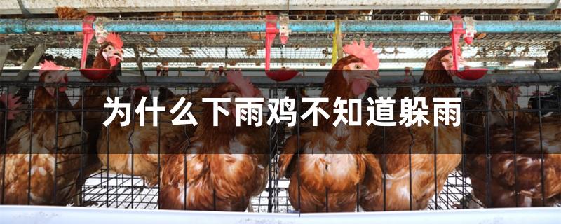 为什么下雨鸡不知道躲雨