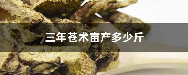 三年苍术亩产多少斤