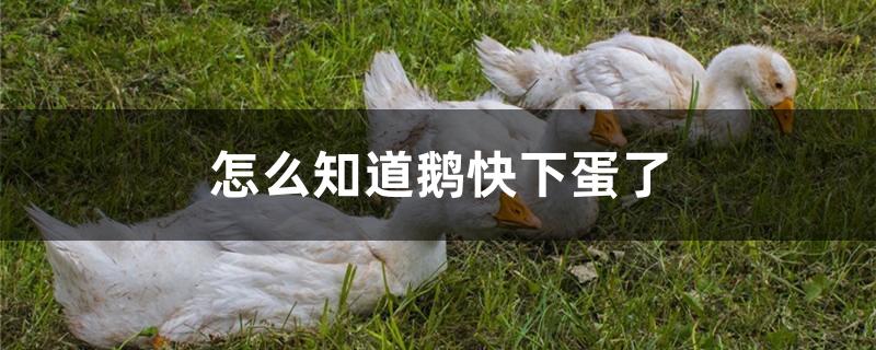 怎么知道鹅快下蛋了