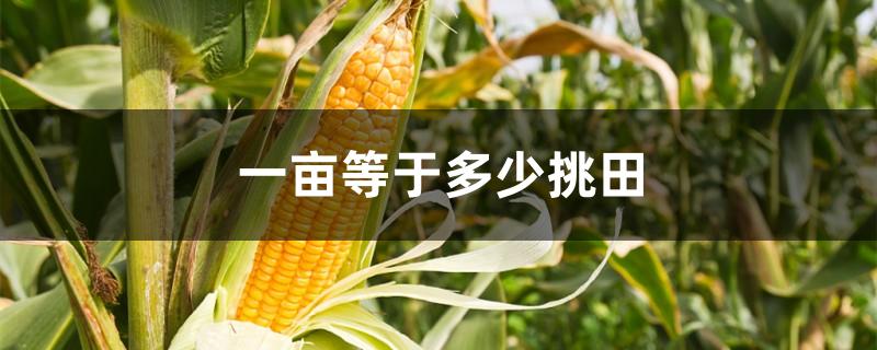 一亩等于多少挑田