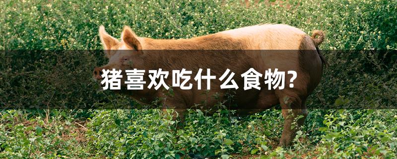 猪喜欢吃什么食物?