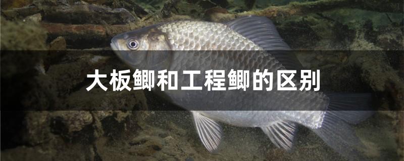 大板鲫和工程鲫的区别