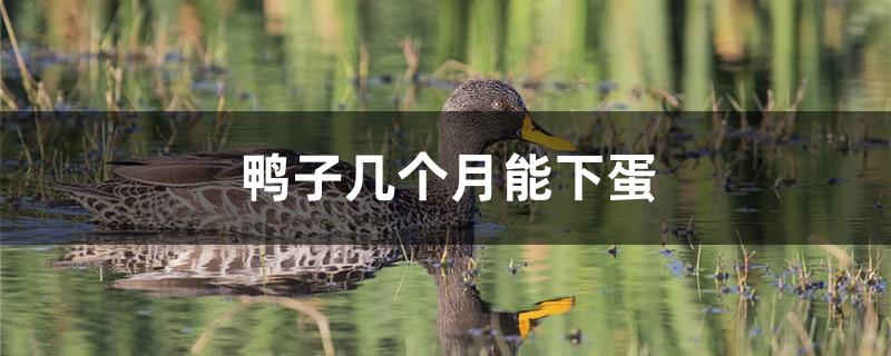 鸭子几个月能下蛋