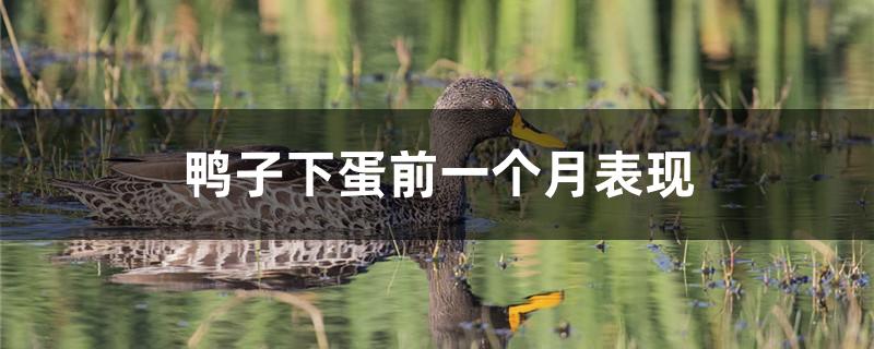 鸭子下蛋前一个月表现