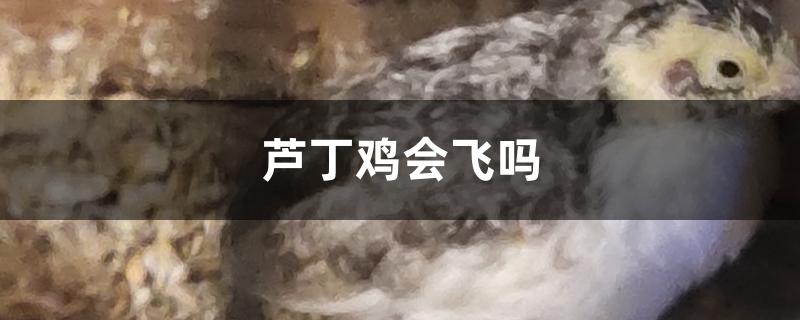 芦丁鸡会飞吗