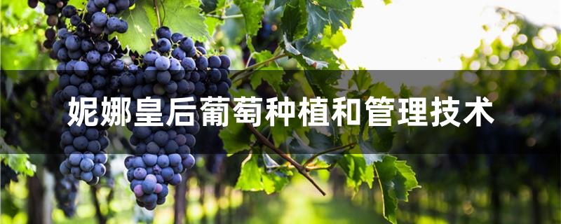 妮娜皇后葡萄种植和管理技术