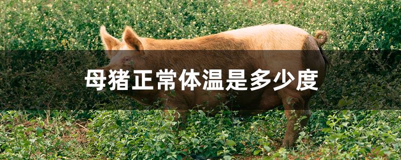 母猪正常体温是多少度