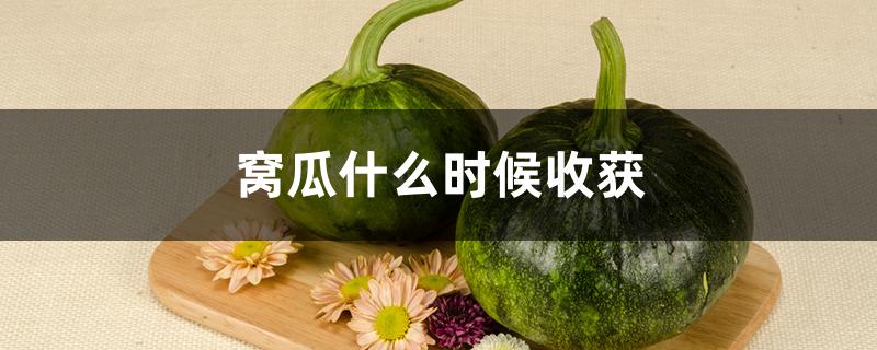 窝瓜什么时候收获