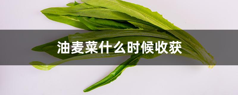 油麦菜什么时候收获