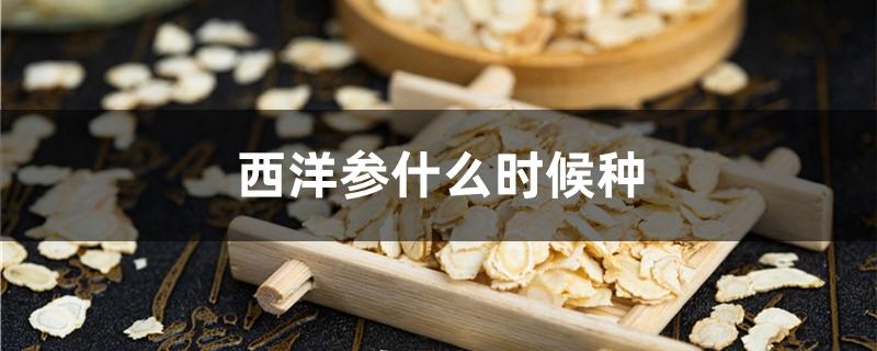 西洋参什么时候种