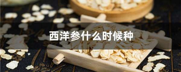 西洋参什么时候种