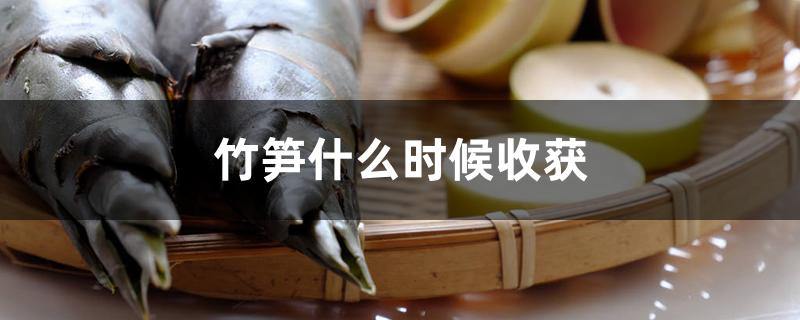 竹笋什么时候收获