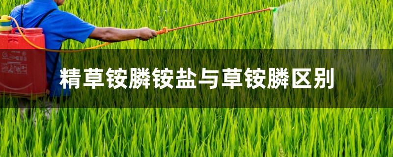 精草铵膦铵盐与草铵膦区别