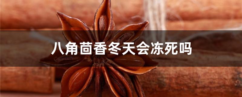 八角茴香冬天会冻死吗