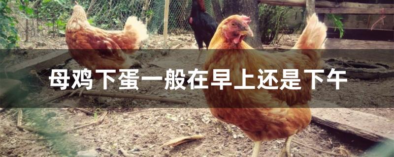 母鸡下蛋一般在早上还是下午