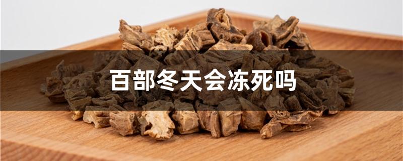 百部冬天会冻死吗