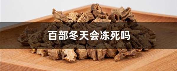 百部冬天会冻死吗